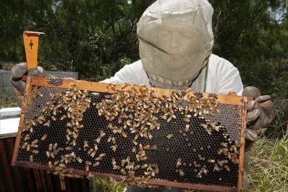 abejas2